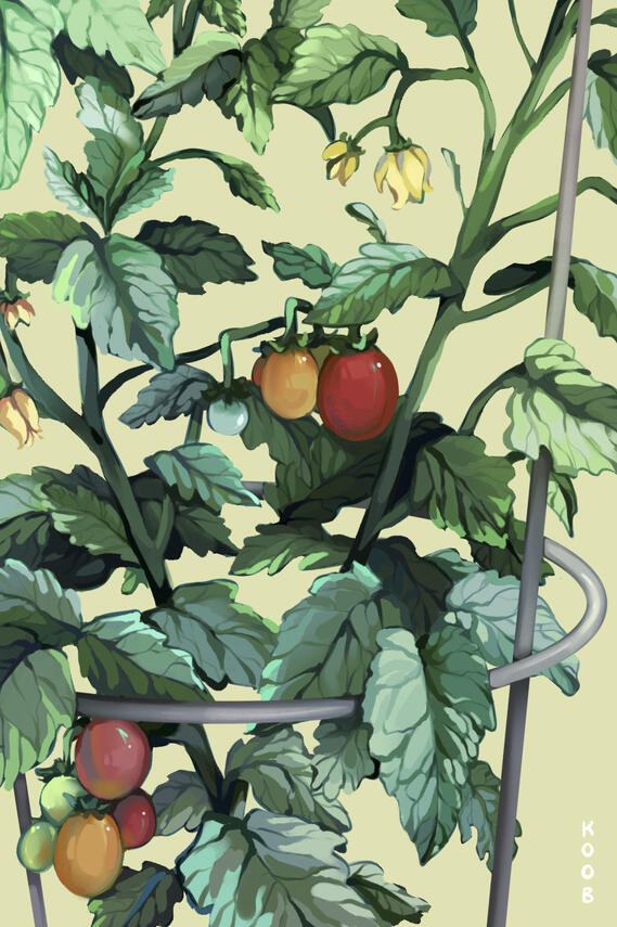 Tomatoes